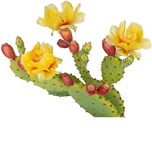Cactus flower Herbasol® Extract Glycerine unpreserved